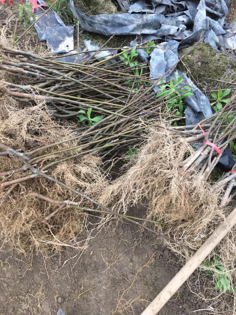 中花吴茱萸扦插，大统苗