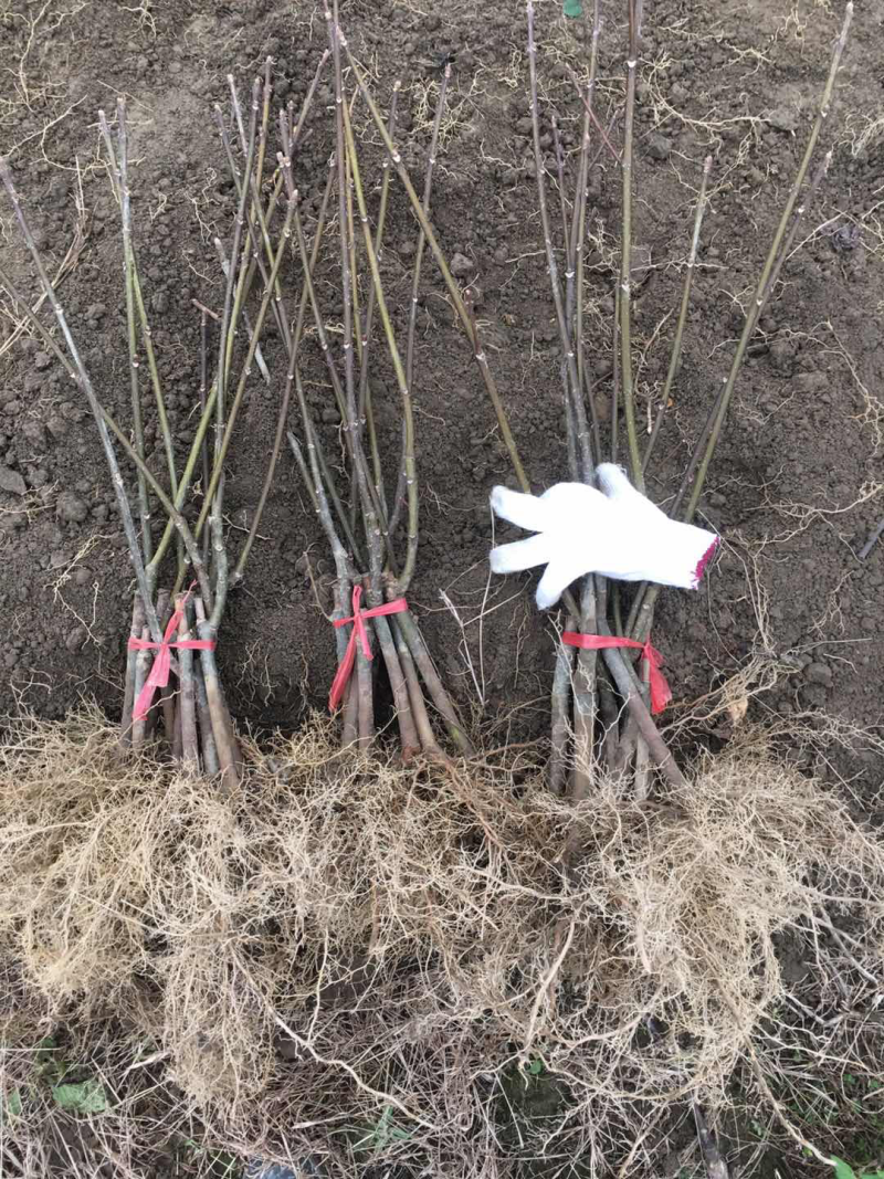 中花吴茱萸扦插，大统苗