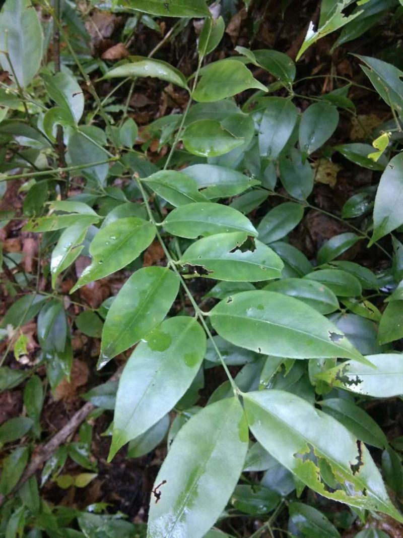 黄杜仲，杜仲根，龙台头，鸡骨香