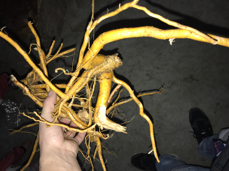 黄杜仲，杜仲根，龙台头，鸡骨香