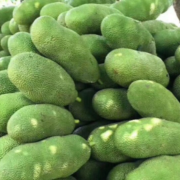 海南三亚马来西亚一号品种热带青皮黄肉菠萝蜜