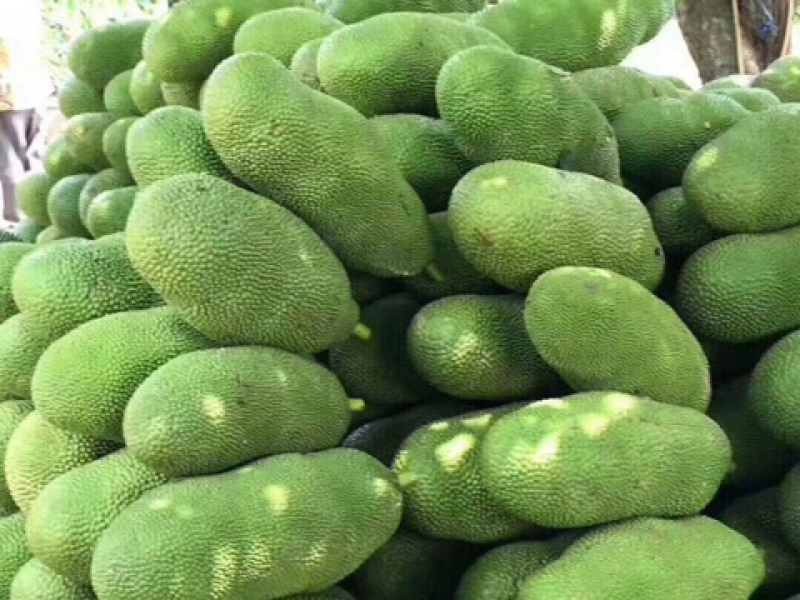 海南三亚马来西亚一号品种热带青皮黄肉菠萝蜜