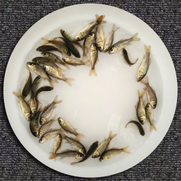鲤鱼苗活体鲤鱼苗鱼苗鲤鱼苗活体淡水