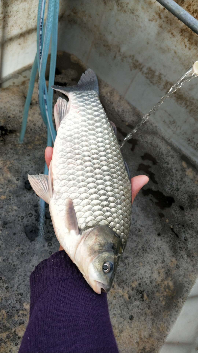 鲫鱼苗中科3号鲫鱼苗彭泽鲫鱼苗湘云鲫鱼苗