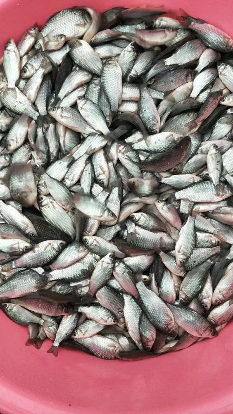 鲫鱼苗中科3号鲫鱼苗彭泽鲫鱼苗湘云鲫鱼苗