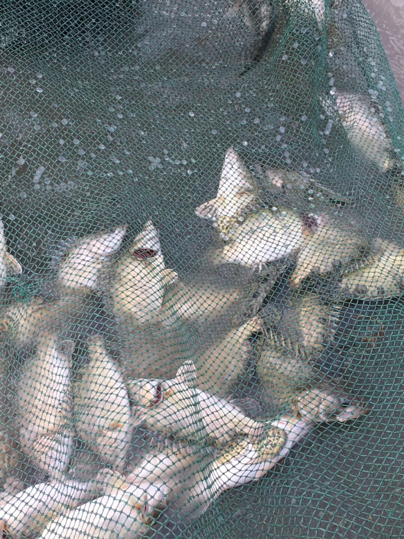 鳜鱼