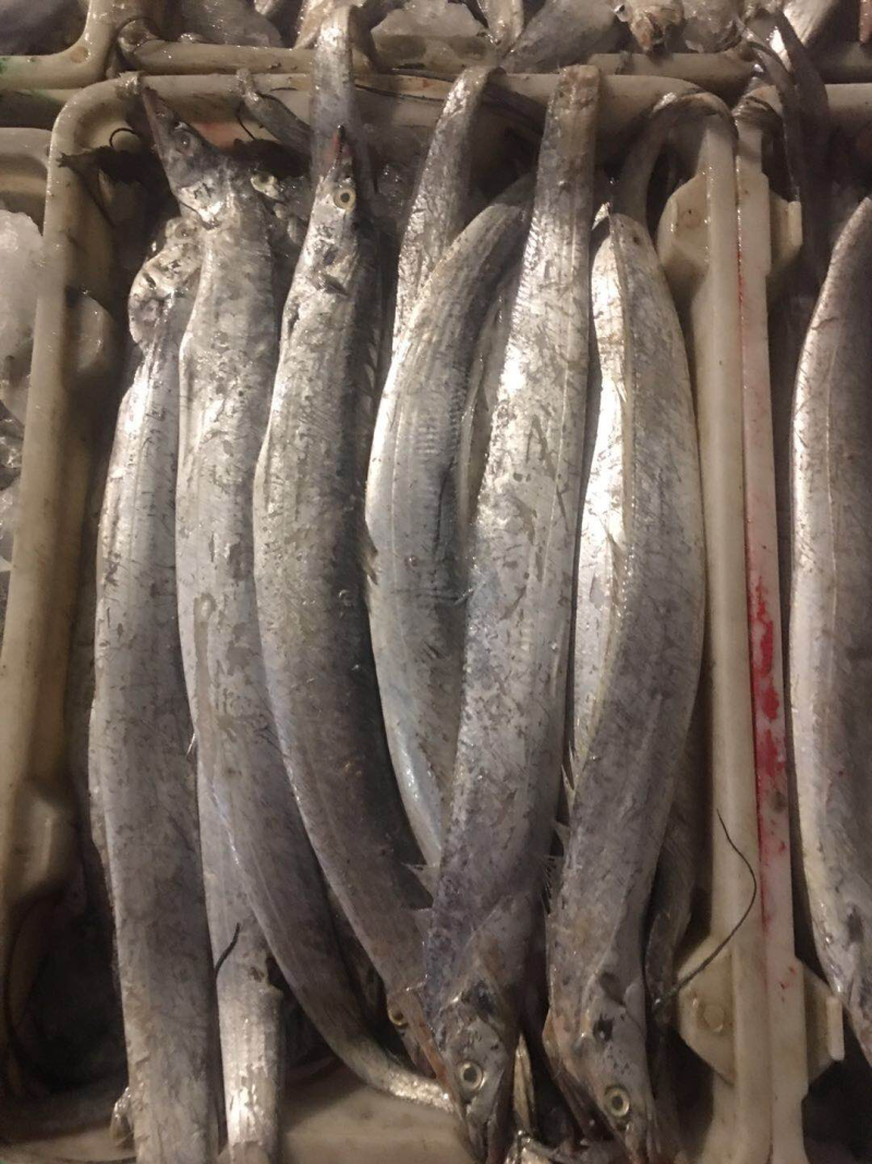 带鱼