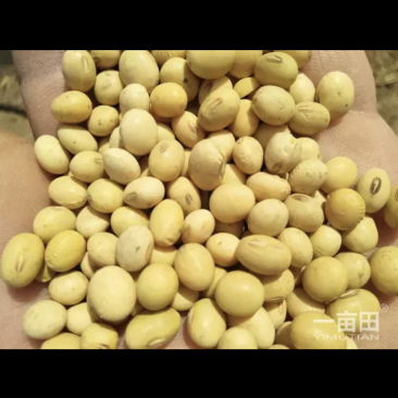 黄豆2万斤！