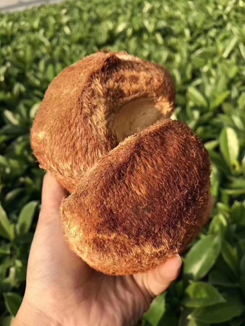 东北木耳十野生猴头菇