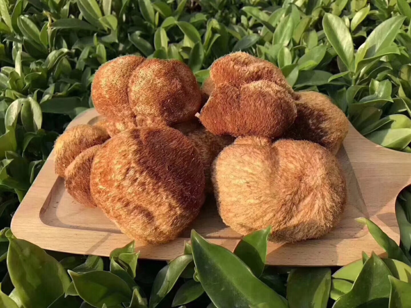 东北木耳十野生猴头菇