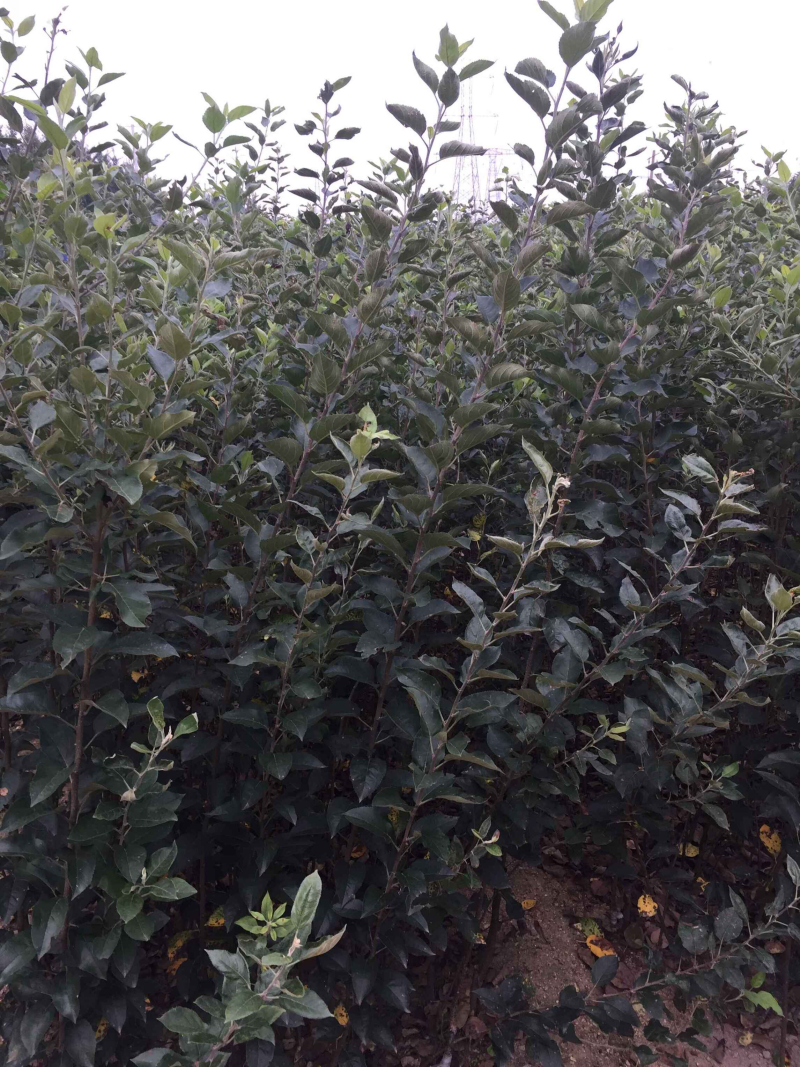 苹果苗烟富系列苹果苗品种纯正肉质脆甜