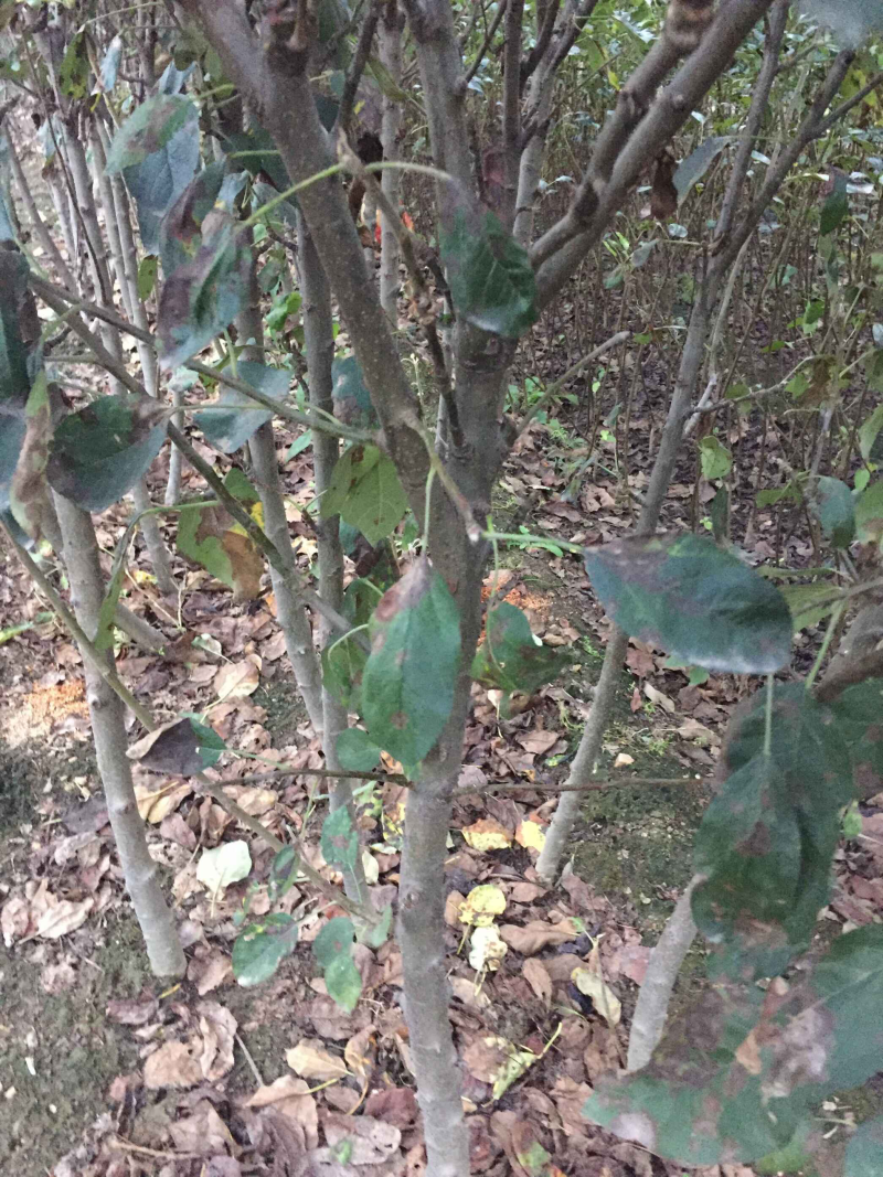 苹果苗烟富系列苹果苗品种纯正肉质脆甜