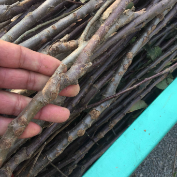 苹果苗烟富系列苹果苗品种纯正肉质脆甜