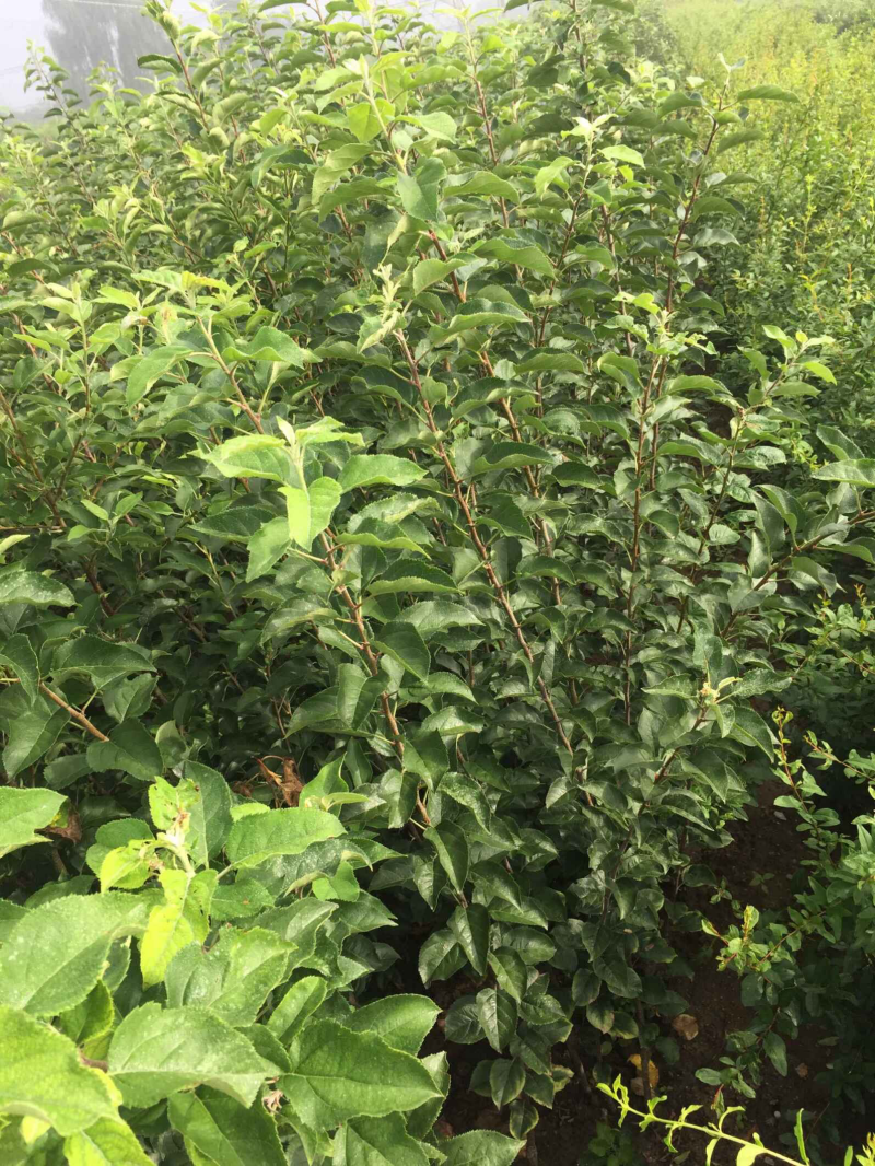 苹果苗烟富系列苹果苗品种纯正肉质脆甜