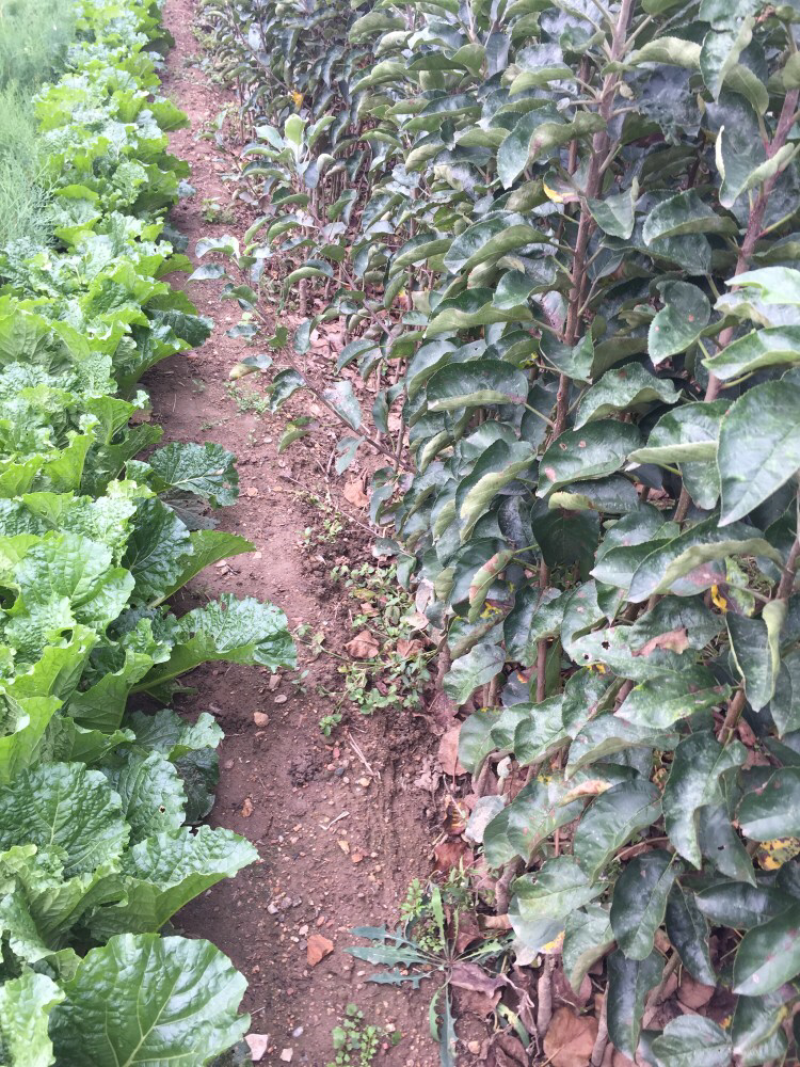 苹果苗红富士苹果苗结果早丰产稳产