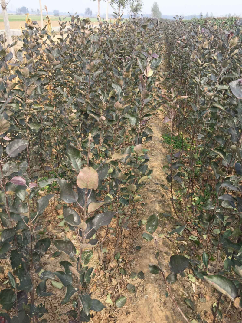 苹果苗红富士苹果苗结果早丰产稳产