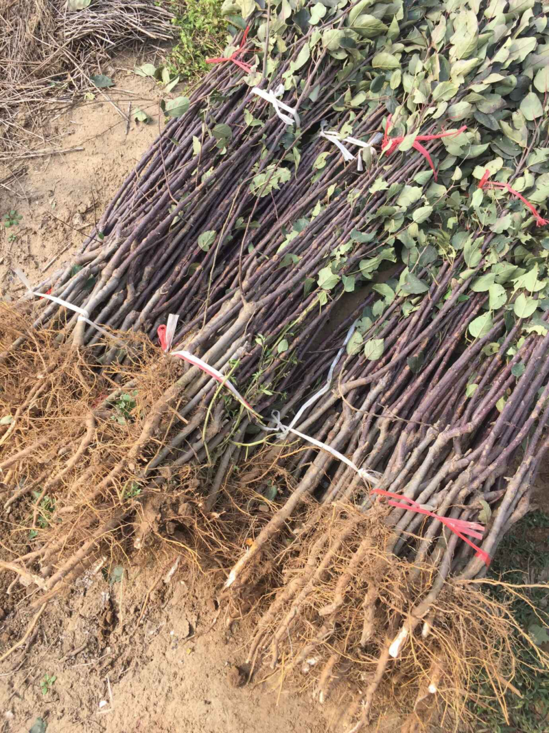 苹果苗红富士苹果苗结果早丰产稳产