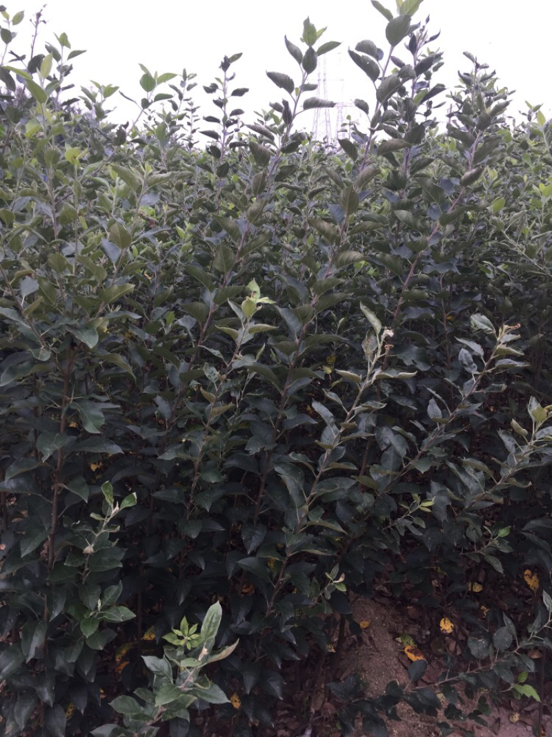 嘎啦苹果苗皮薄汁多坐果率高易管理