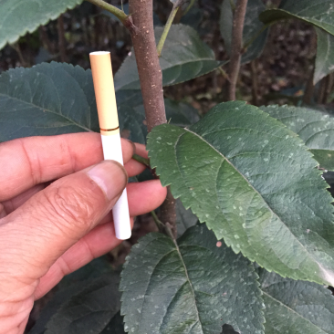 嘎啦苹果苗皮薄汁多坐果率高易管理