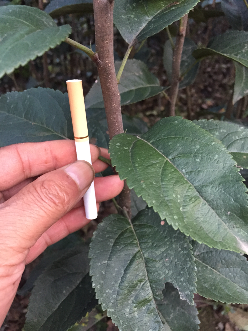 嘎啦苹果苗皮薄汁多坐果率高易管理