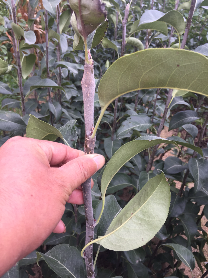 嘎啦苹果苗皮薄汁多坐果率高易管理