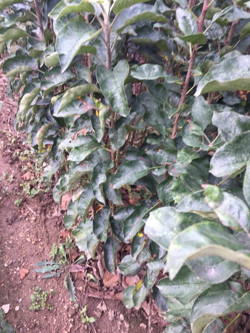 嘎啦苹果苗皮薄汁多坐果率高易管理