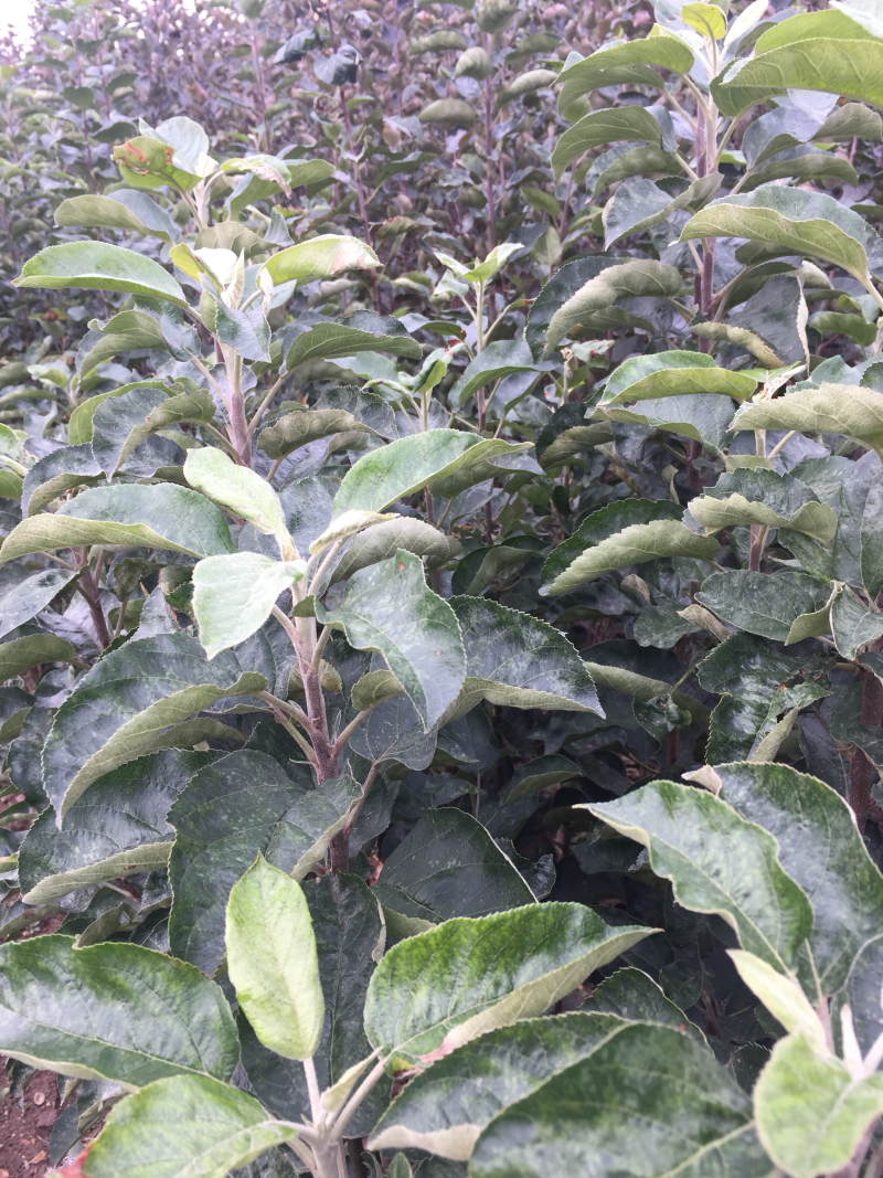 嘎啦苹果苗皮薄汁多坐果率高易管理