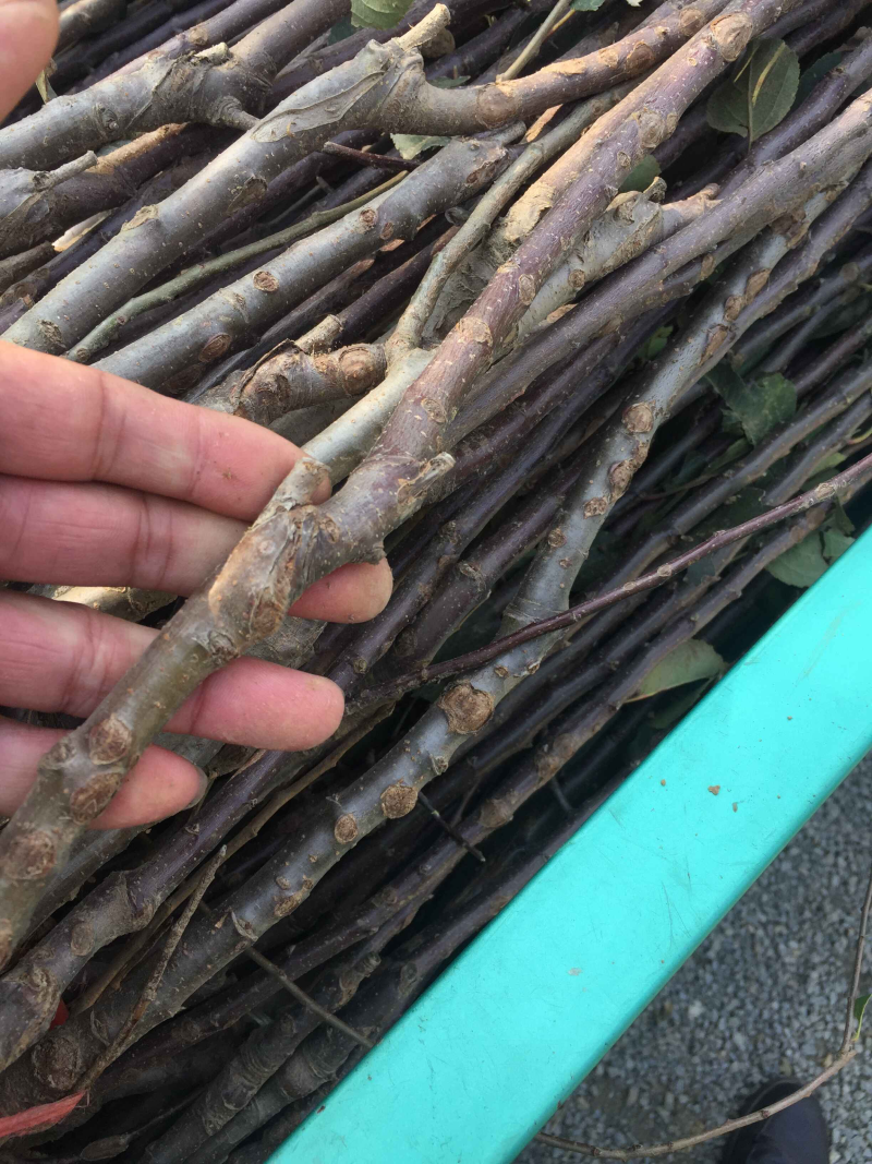 嘎啦苹果苗皮薄汁多坐果率高易管理