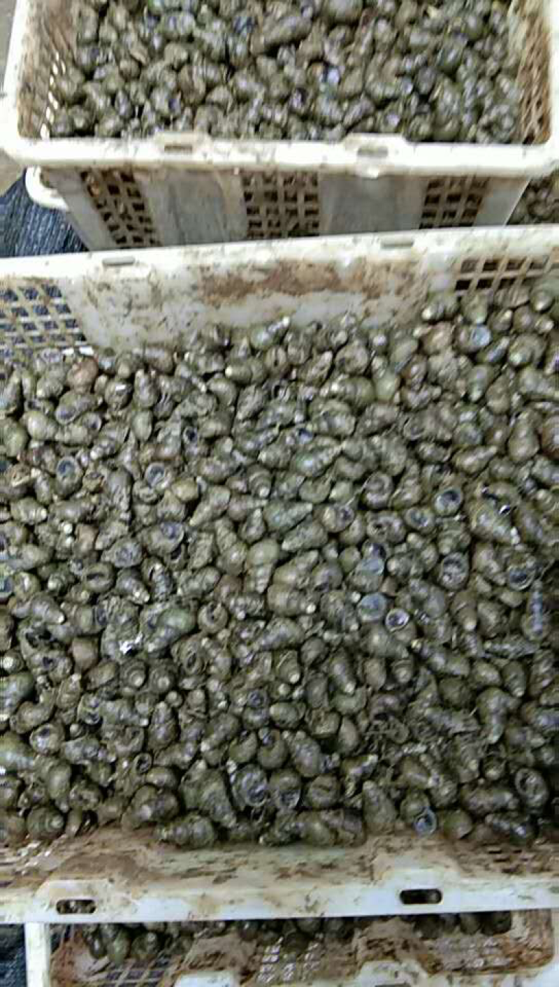 精品大子螺蛳1.5以上，货量充足，产地直发，欢迎来电