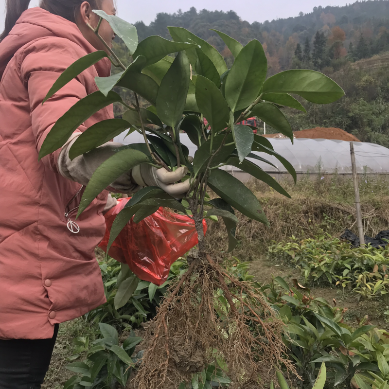 长期供应布福娜两年苗