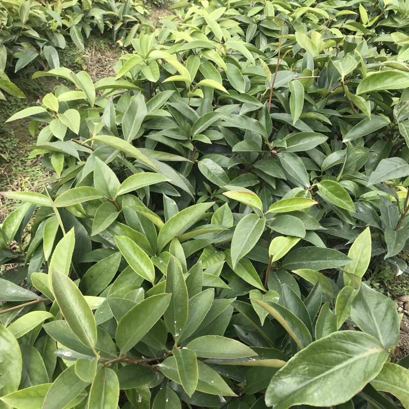 长期供应布福娜两年苗