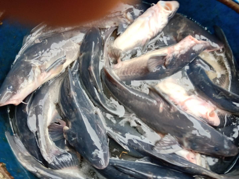 江团鲫鱼黄辣丁草鱼鲤鱼翘壳青波鳊鱼等