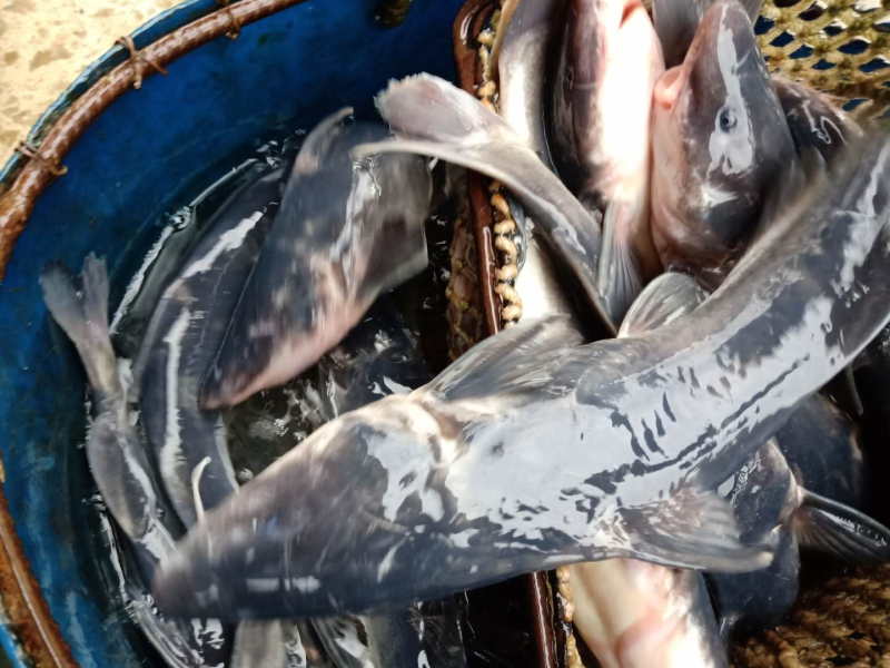 江团鲫鱼黄辣丁草鱼鲤鱼翘壳青波鳊鱼等