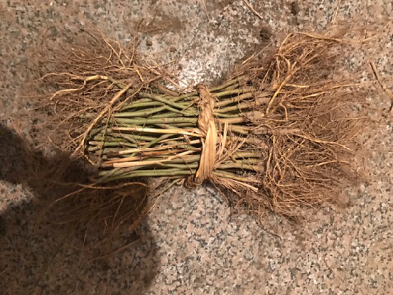 韩国大白珍珠果桑苗嫁接苗当年结果
