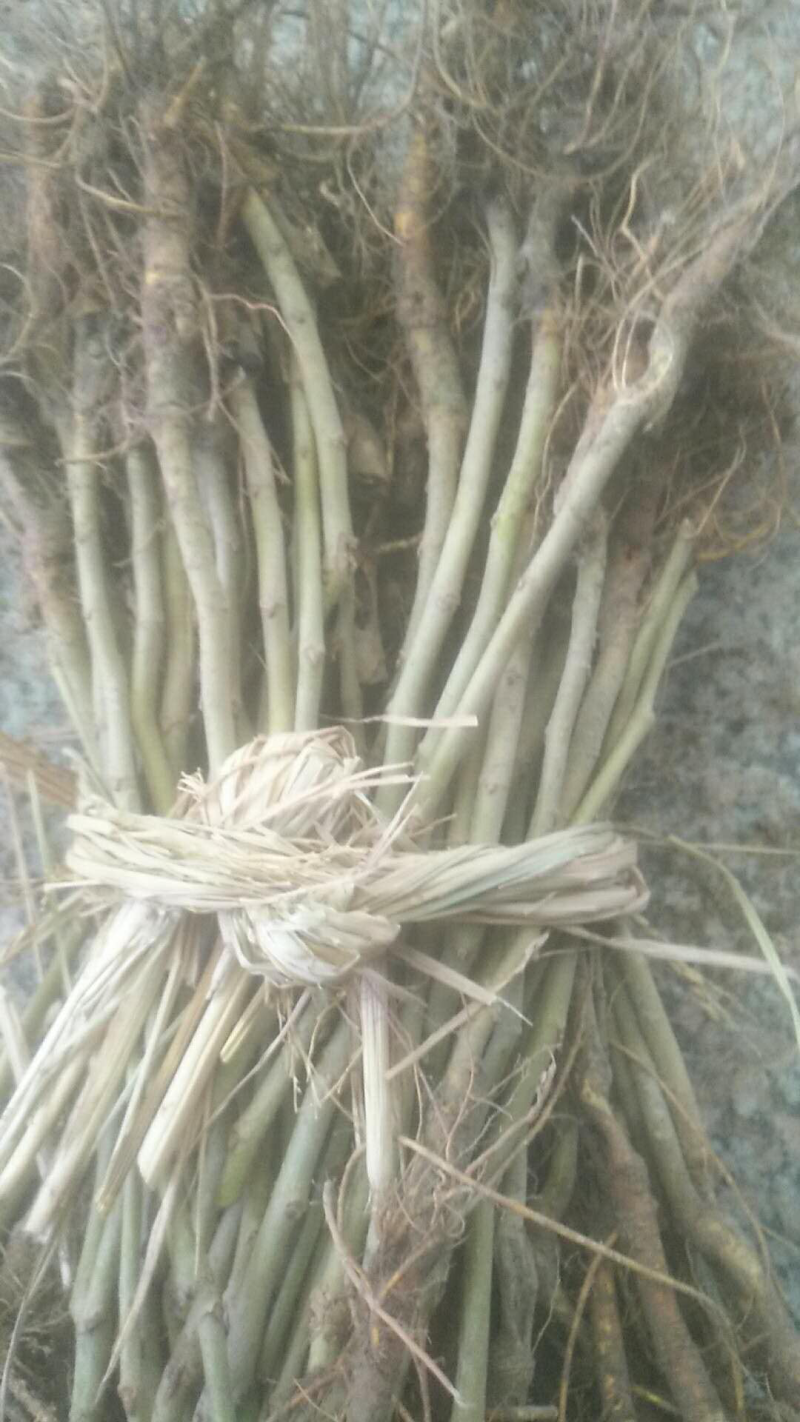 韩国大白珍珠果桑苗嫁接苗当年结果