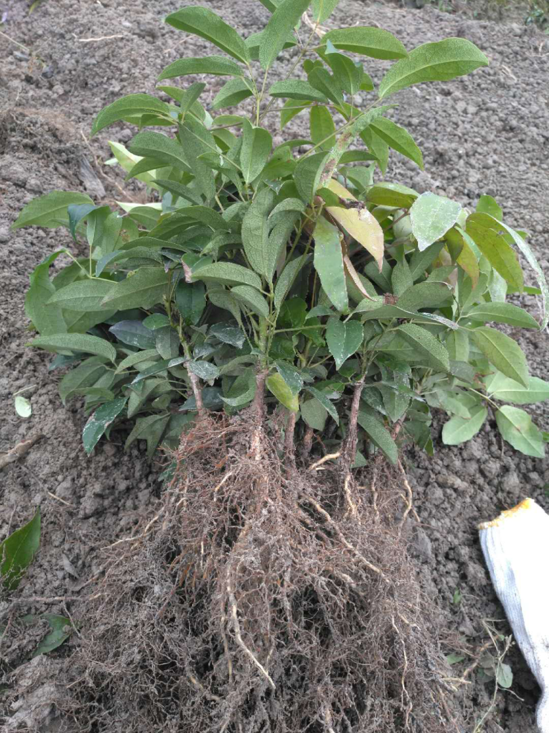 🔥热卖/企业认证高产大果九月黄苗黄金蕉包活包技术