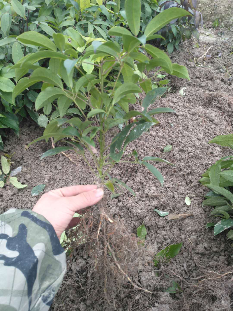 🔥热卖/企业认证高产大果九月黄苗黄金蕉包活包技术