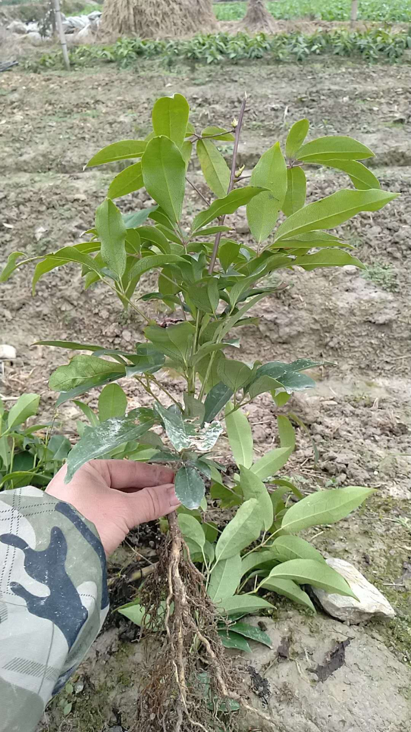 🔥热卖/企业认证高产大果九月黄苗黄金蕉包活包技术