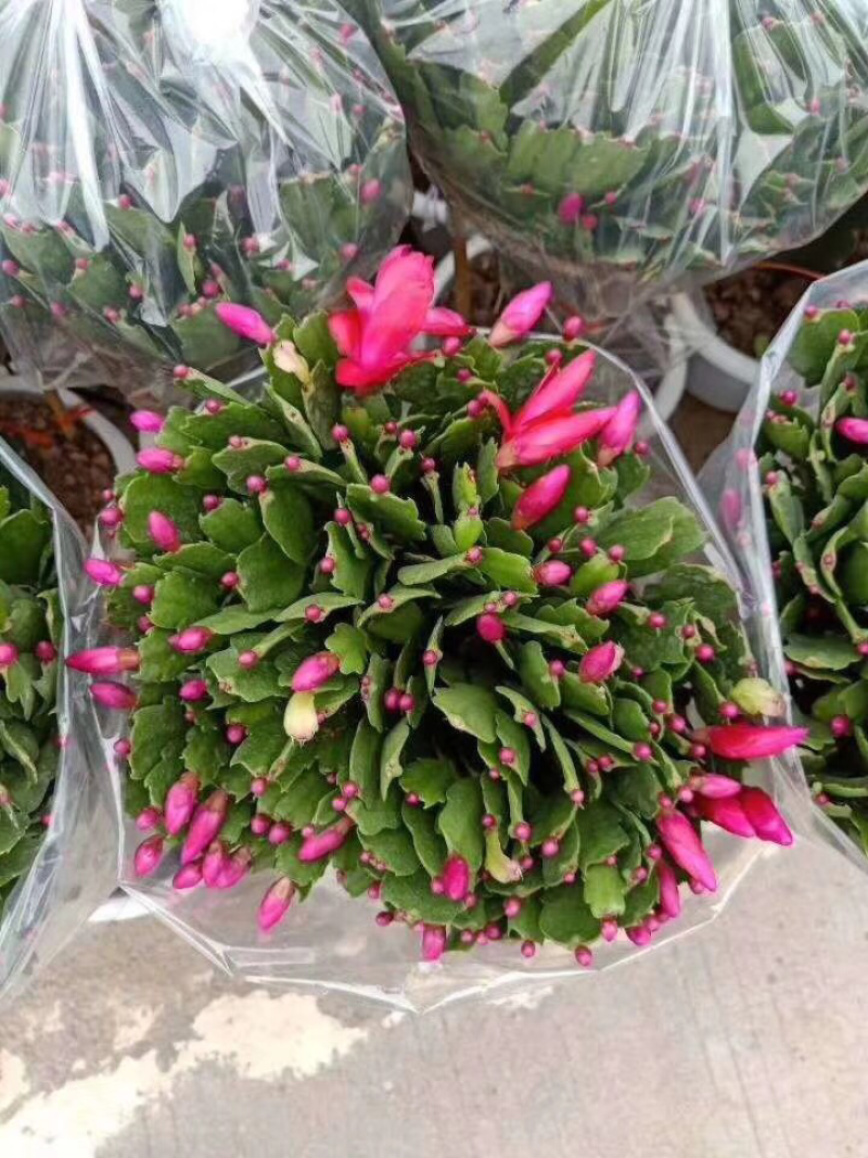 锦上添花
