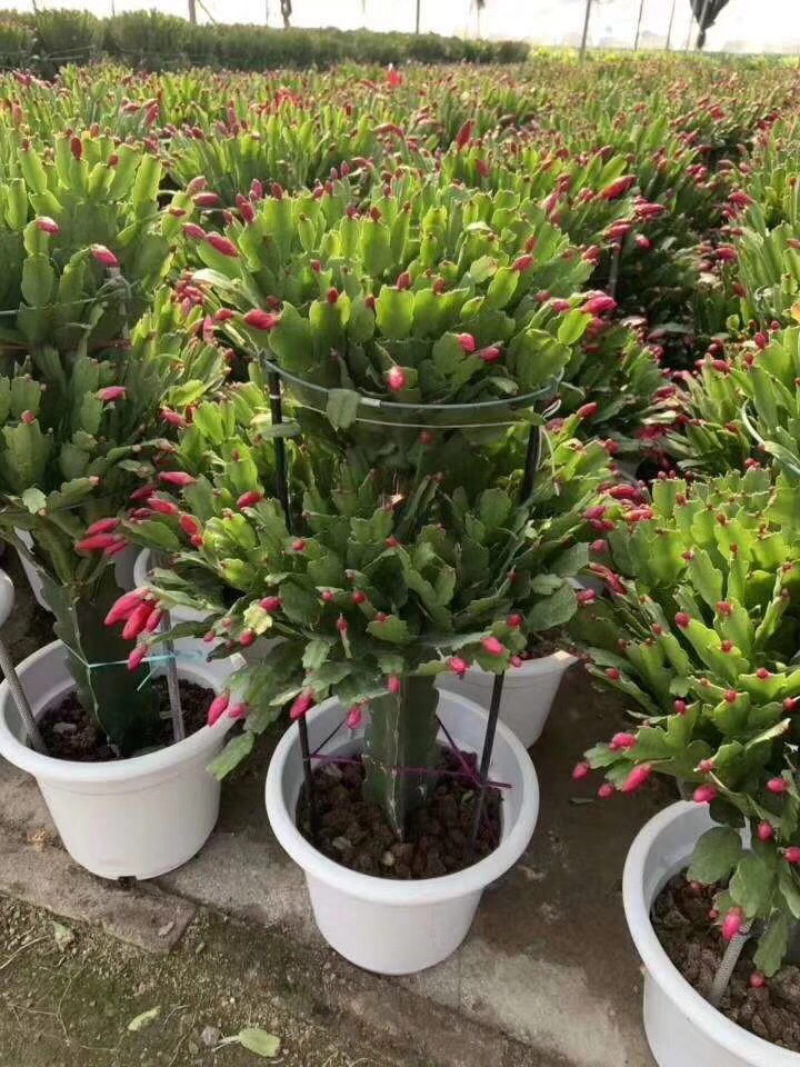 锦上添花