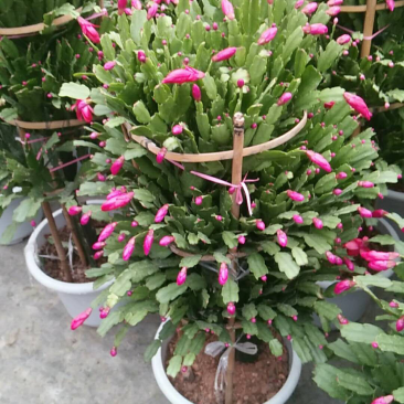 锦上添花