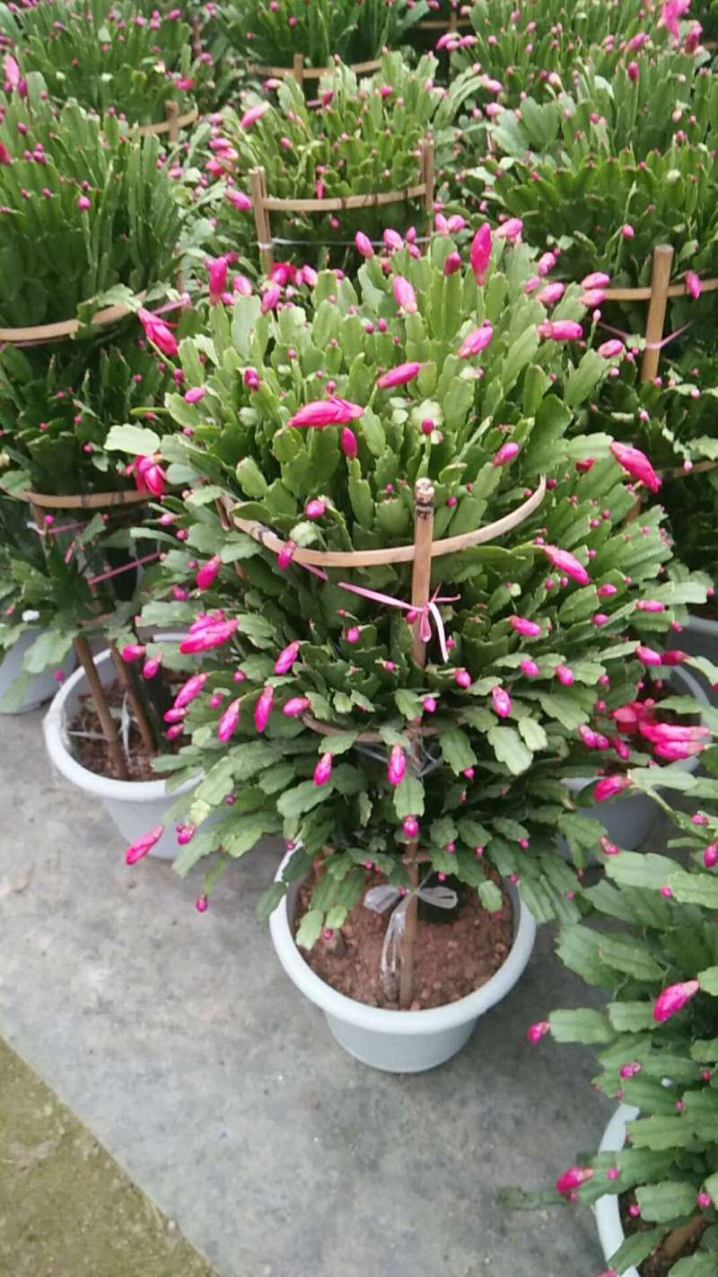 锦上添花