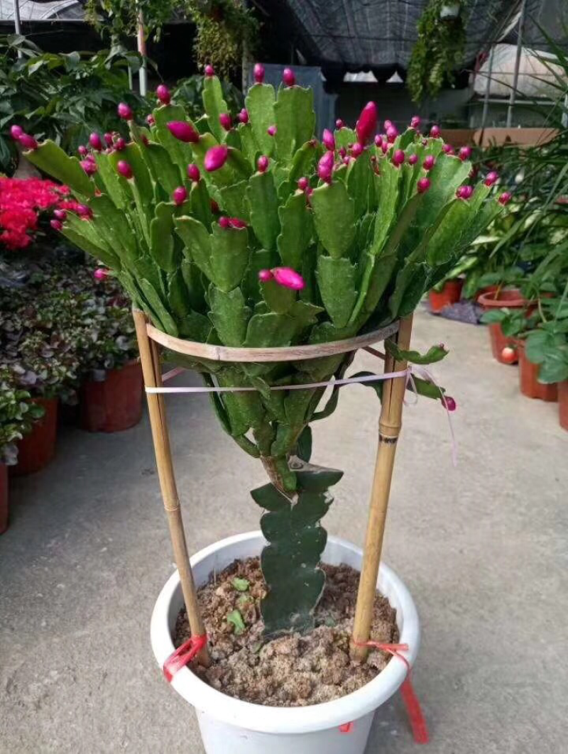 锦上添花
