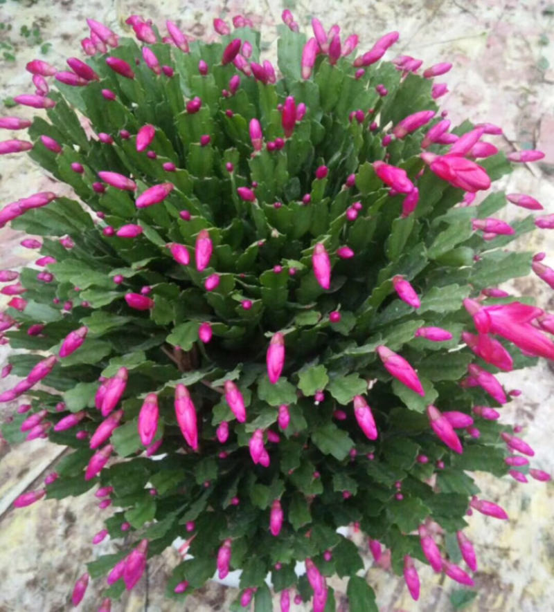 锦上添花