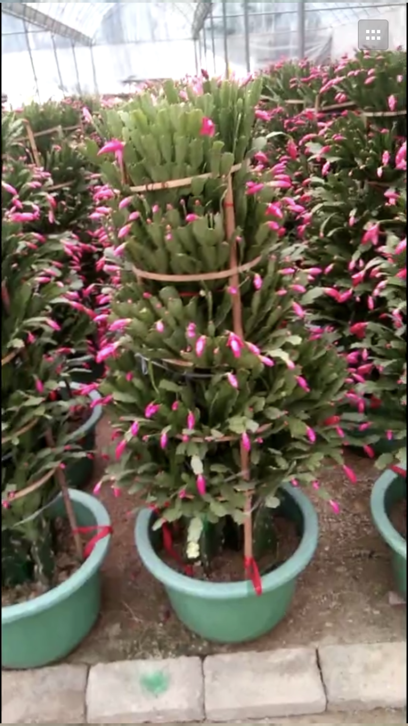 锦上添花