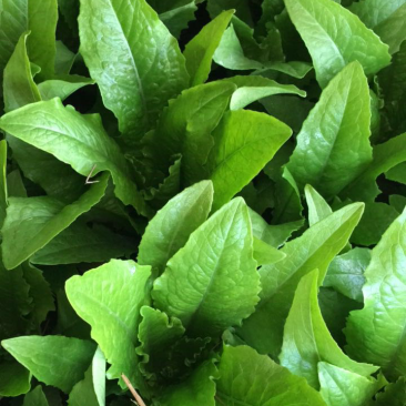 油麦菜