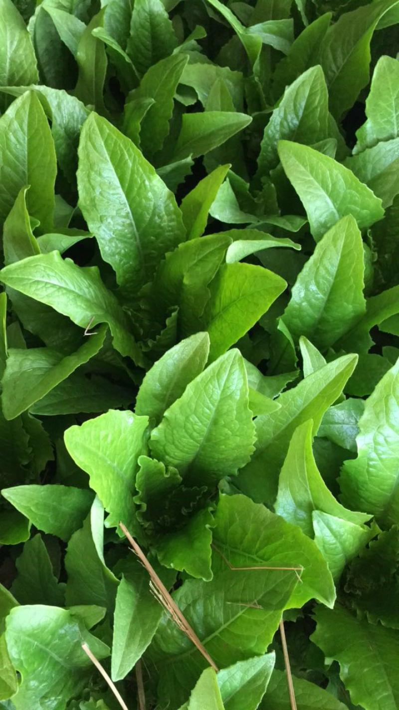 油麦菜