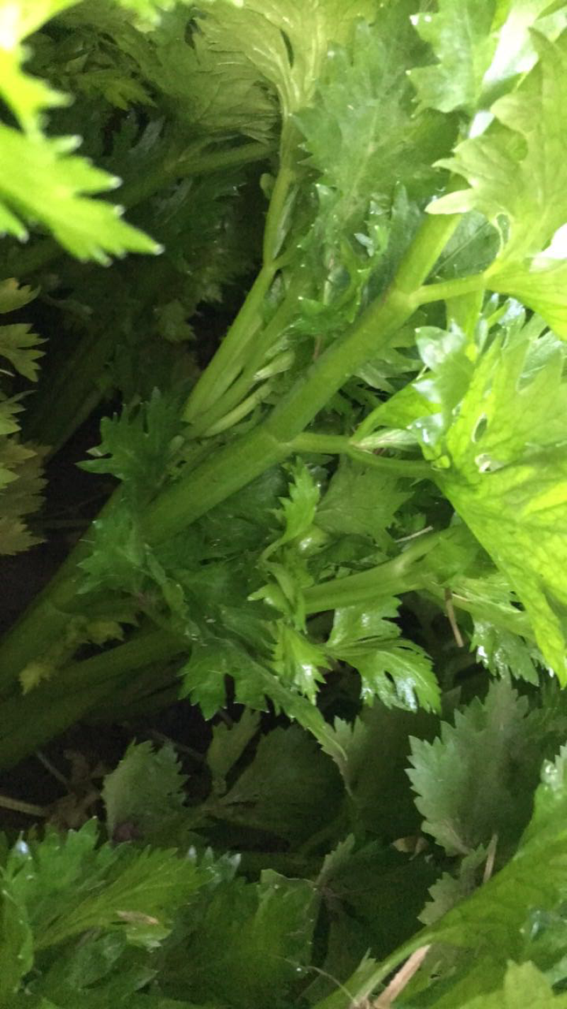 芹菜