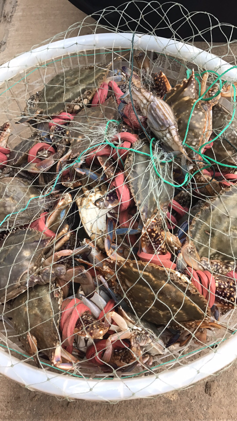 梭子蟹食用鲜货