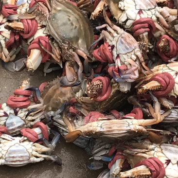 梭子蟹食用鲜货